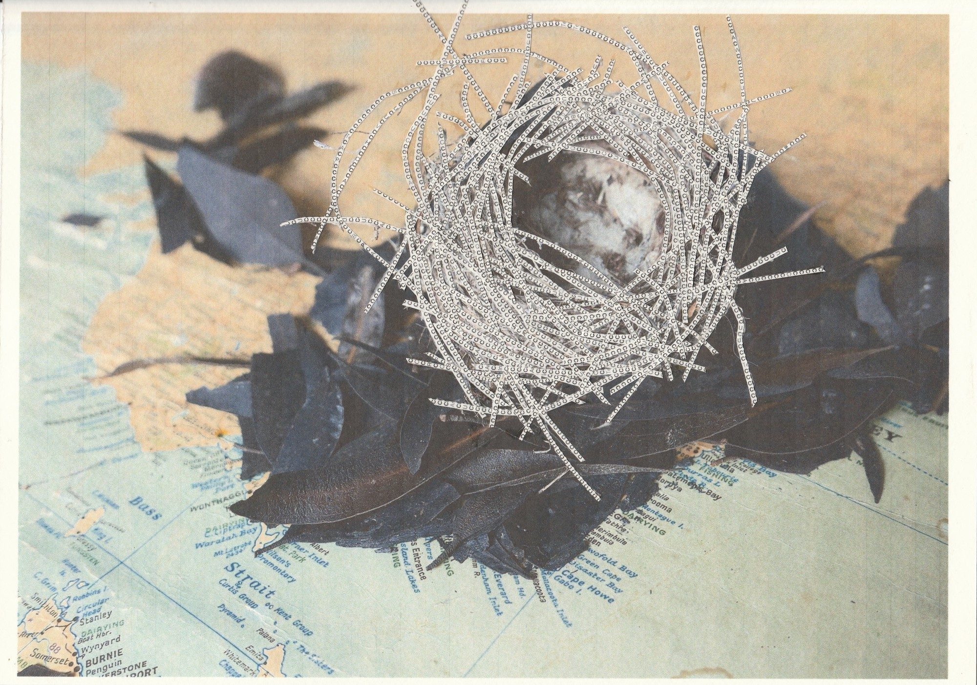 Opening of Lyn Pool > Nest