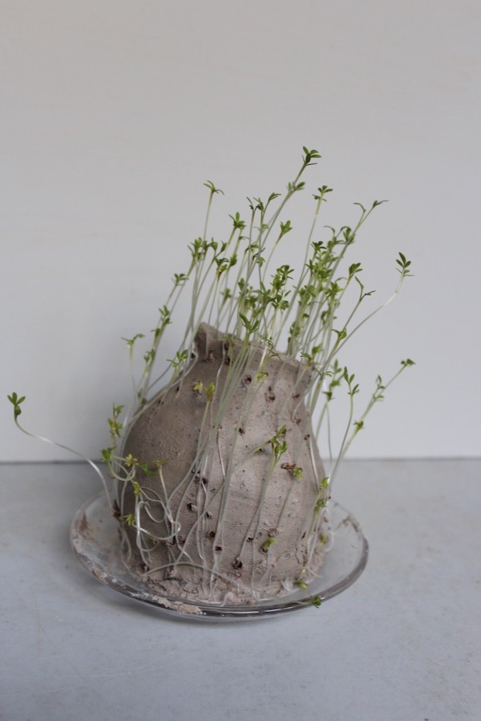 Sarah Muir-Smith, Seed Pot